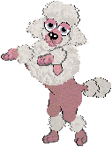 poodle